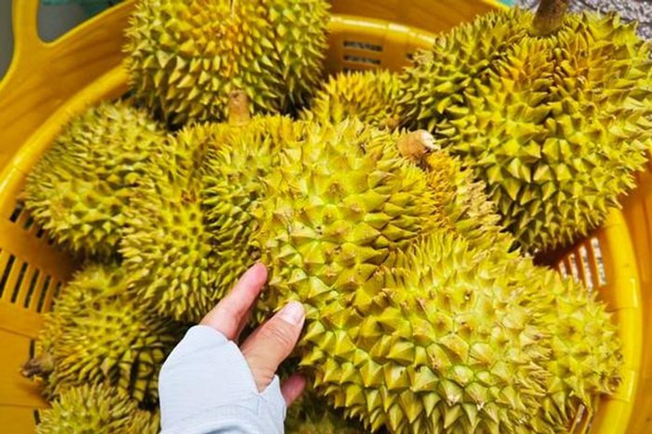 Phó Thủ tướng yêu cầu làm rõ trách nhiệm để gián đoạn kiểm nghiệm sầu riêng - Báo Người Lao Động