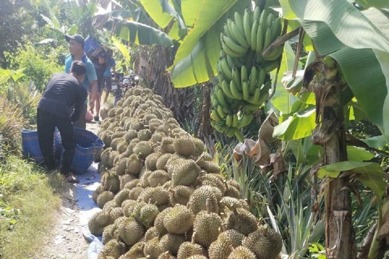 Vụ gần 2.000 container sầu riêng ùn ứ: Chính phủ yêu cầu xử lý dứt điểm trước 7/11 - Báo Điện tử Tiếng nói Việt Nam