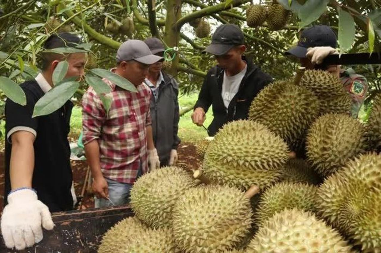 Phó Thủ tướng chỉ đạo làm rõ trách nhiệm vụ sầu riêng ùn ứ vì phòng thí nghiệm tạm ngưng - Báo Pháp Luật TP.HCM