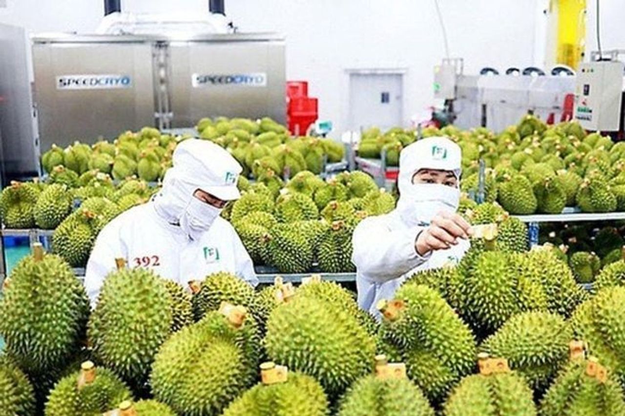 Phó Thủ tướng chỉ đạo khẩn, yêu cầu khắc phục gián đoạn kiểm nghiệm sầu riêng - Tạp chí Doanh nhân Sài Gòn