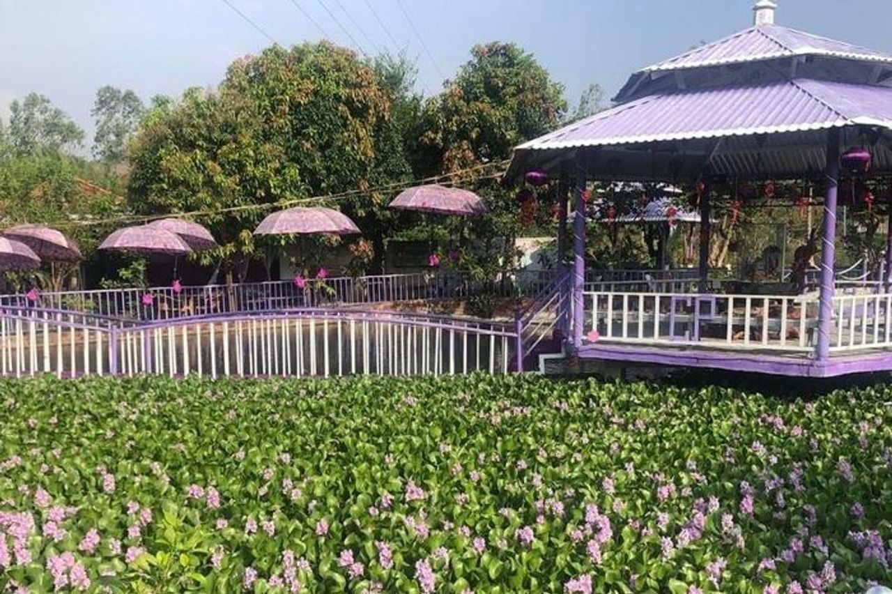 Đồi Tím Phú Yên: Khám phá ngọn đồi tím mộng mơ xứ Nẫu - Báo Lâm Đồng