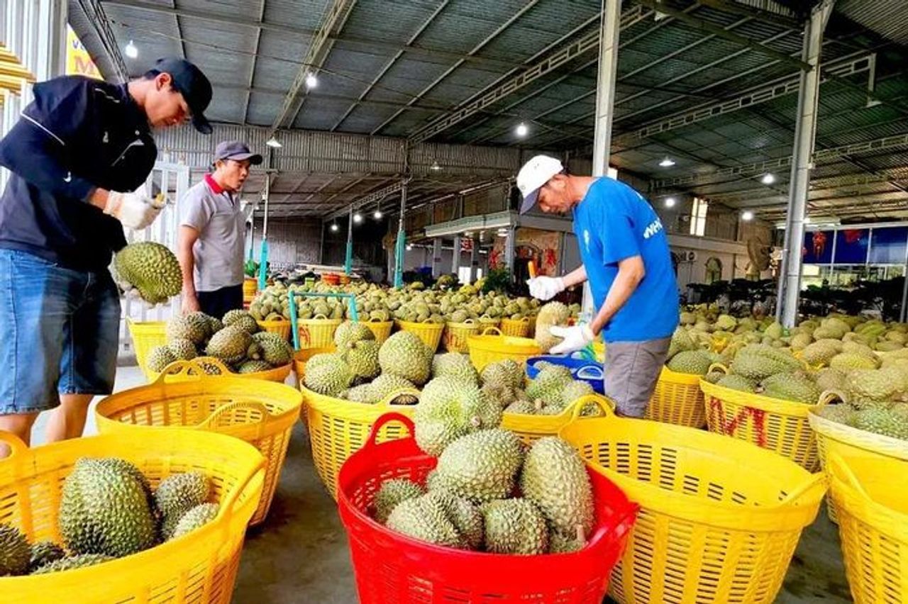 Xuất khẩu sầu riêng trở lại bình thường, thông suốt - Báo Sài Gòn Giải Phóng