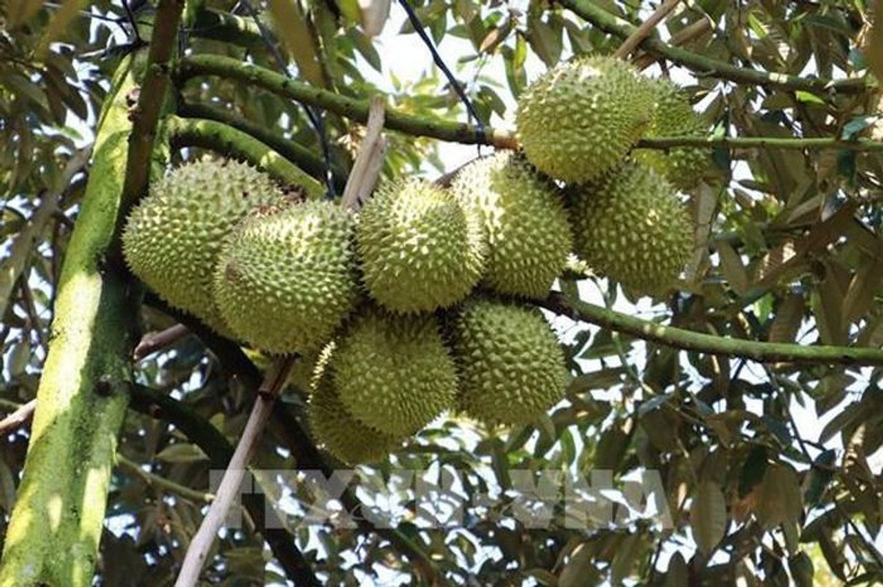 Xuất khẩu sầu riêng ổn định trở lại sau thời gian ngắn gián đoạn bởi kiểm nghiệm - Bnews