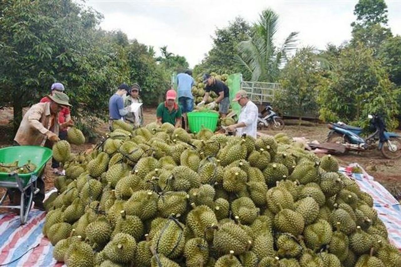 Xuất khẩu sầu riêng đã ổn định trở lại - Báo Điện tử Tiếng nói Việt Nam
