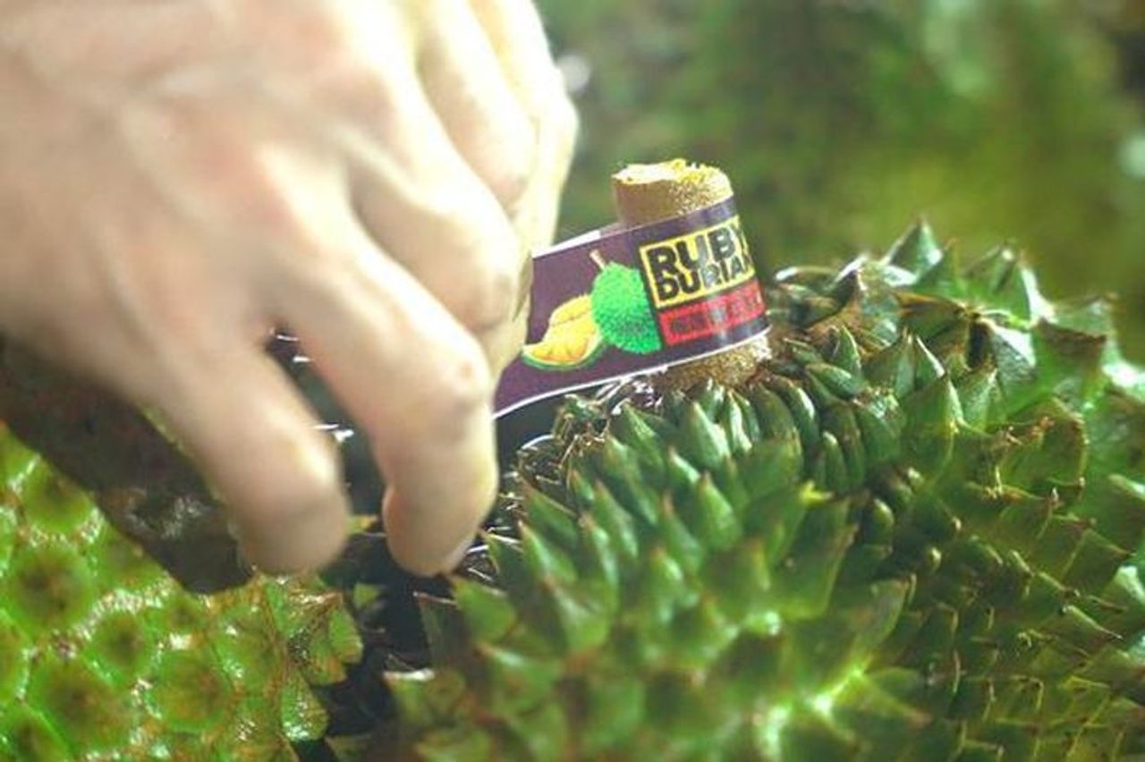 Cục Trồng trọt và Bảo vệ thực vật thông tin mới nhất về hoạt động kiểm nghiệm sầu riêng - Báo Người Lao Động