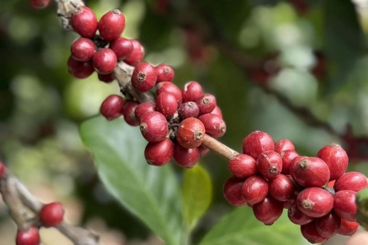 Giá cà phê hôm nay 2/11: Cà phê trong nước giảm 1.200 đồng/kg - Báo Điện tử Tiếng nói Việt Nam