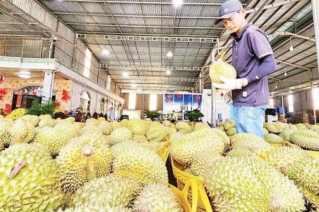 Tháo gỡ khó khăn, bảo đảm xuất khẩu sầu riêng thông suốt - Báo Nhân Dân