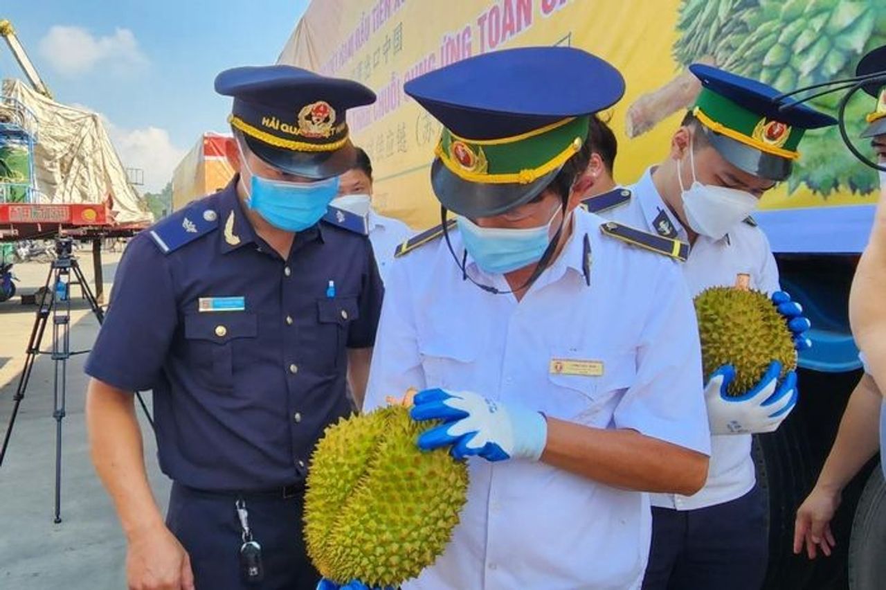 Sau 1 tuần gỡ vướng kiểm nghiệm, xuất khẩu sầu riêng thông suốt - Tạp chí Tri thức