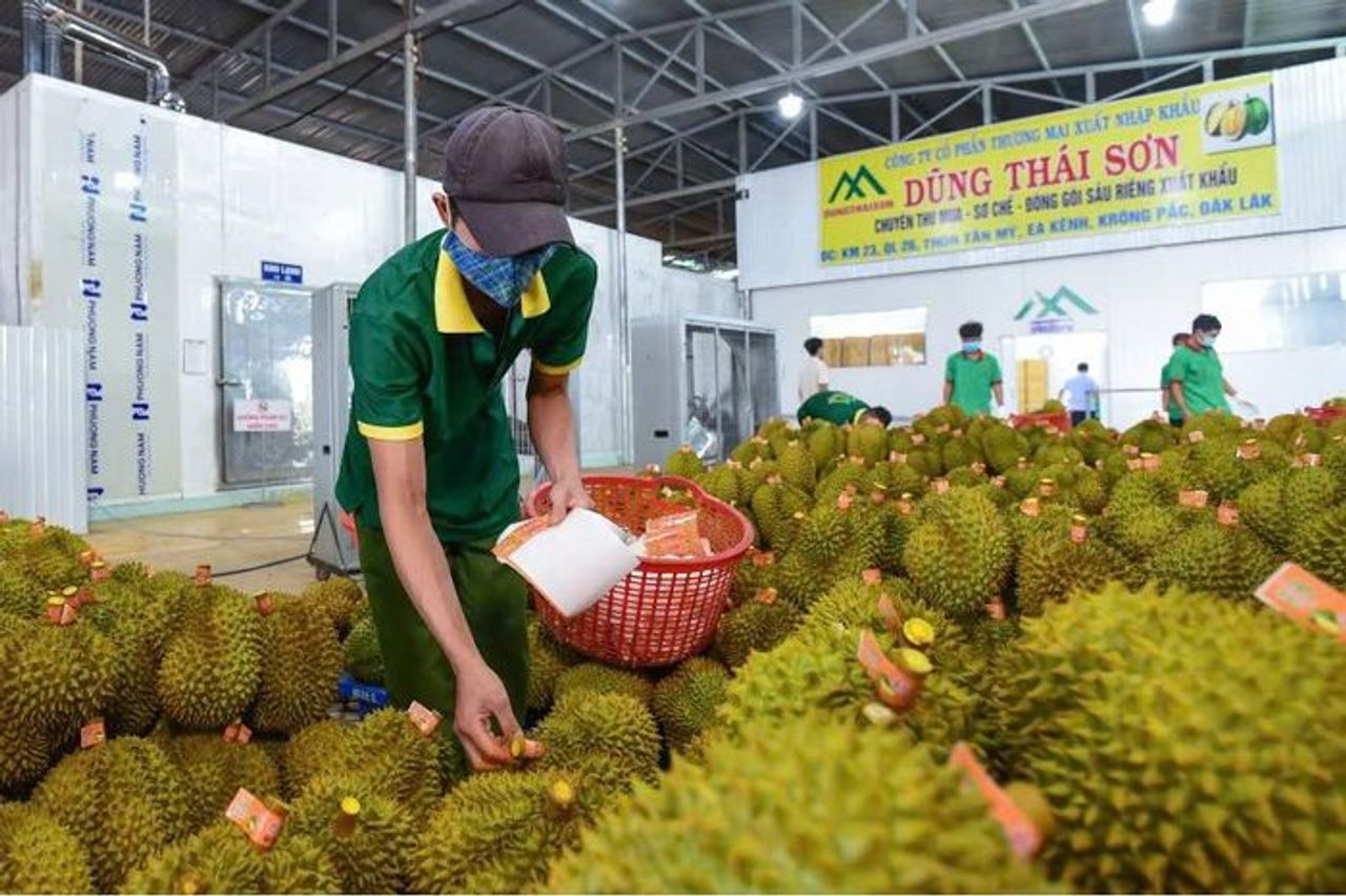 Xuất khẩu sầu riêng thông suốt trở lại sau 1 tuần gỡ vướng khâu kiểm nghiệm - Báo Tin Tức TTXVN