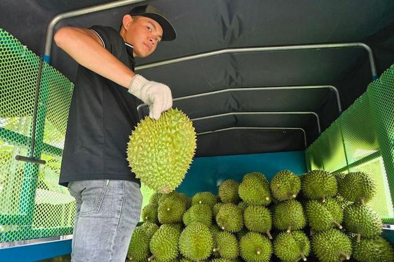 Xuất khẩu sầu riêng thông suốt trở lại sau một tuần ách tắc - Tạp chí Kinh Tế Sài Gòn