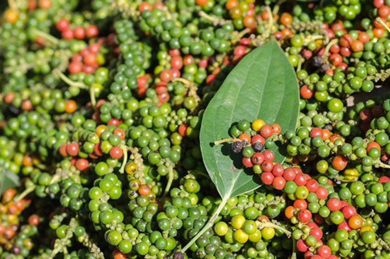 Giá tiêu hôm nay 2/11: Tăng lên mức 148.000 đồng/kg - Báo Lâm Đồng