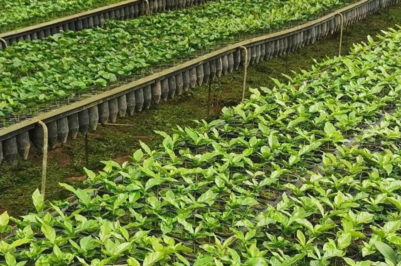 Giá cà phê hôm nay 2/11/2025: Giữ vững ở ngưỡng an toàn - Báo Lâm Đồng