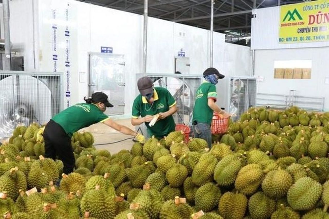 Kiểm nghiệm sầu riêng xuất khẩu đi Trung Quốc trở lại bình thường - Chuyên trang An Ninh Thủ Đô - Báo Công an nhân dân