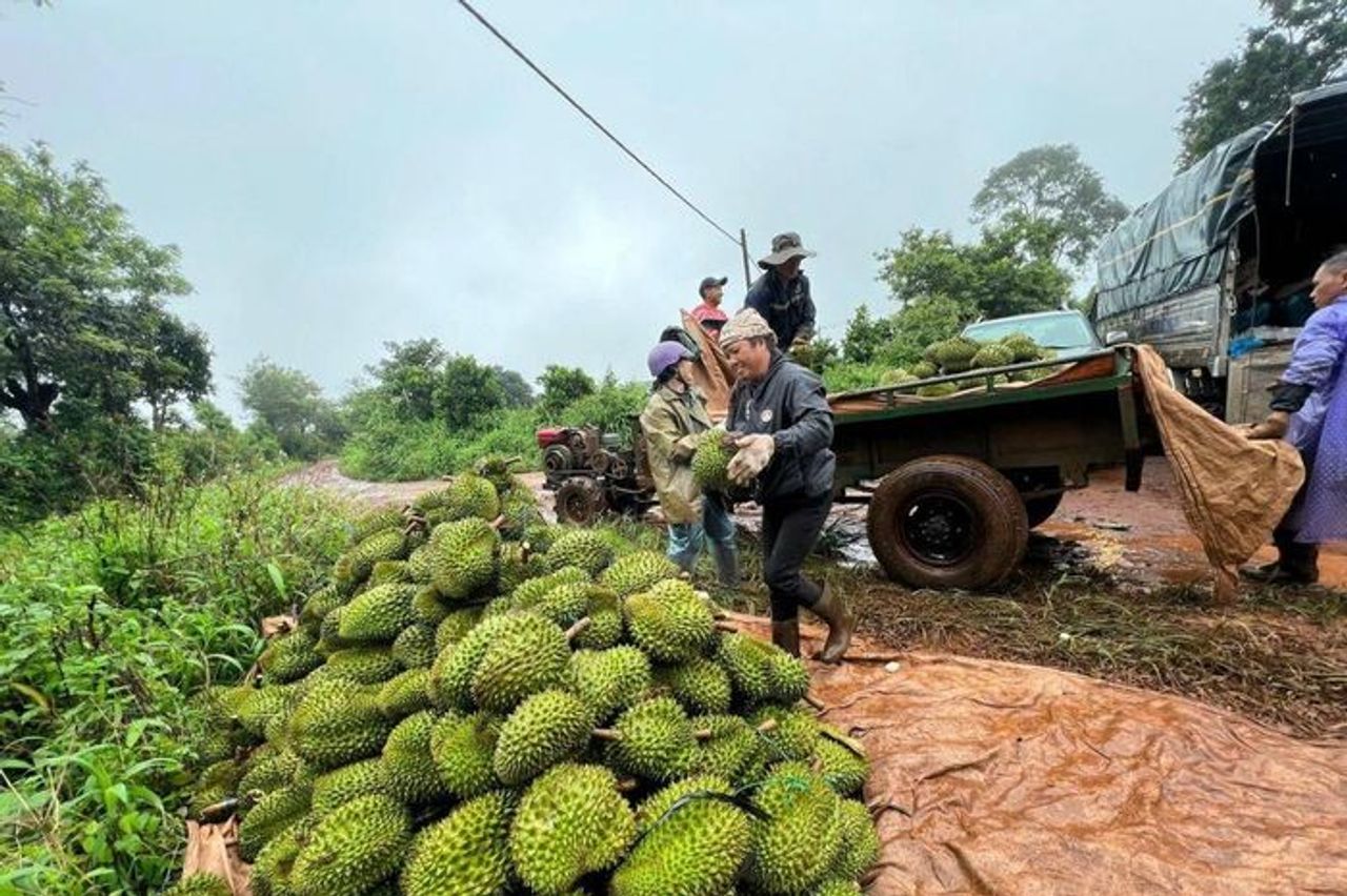 Sầu riêng xuất khẩu trở lại bình thường sau một tuần 'giải cứu' - Báo Thời Báo Ngân Hàng
