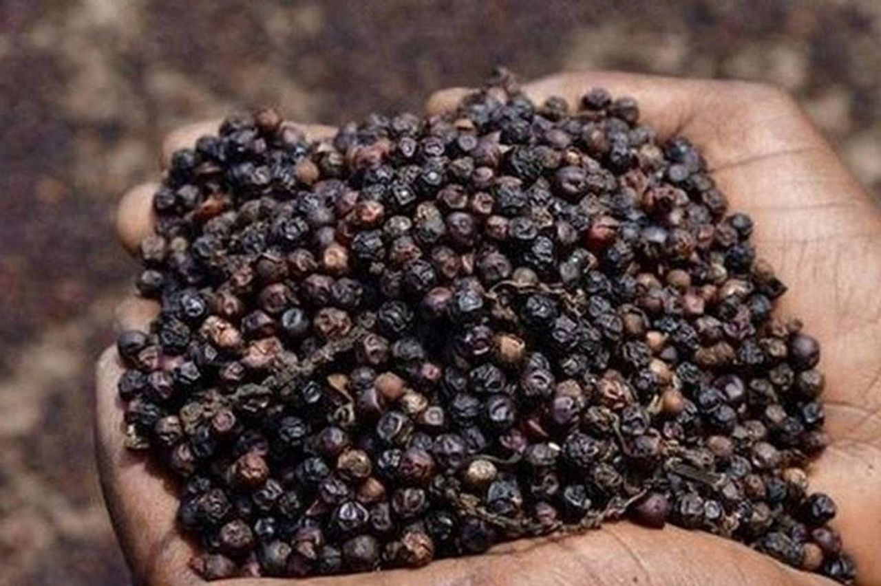 Giá tiêu hôm nay 3/11: Thị trường trong nước ổn định ở mức 148.000 đồng/kg - Báo Lâm Đồng