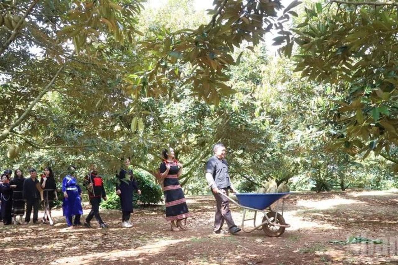 Cần làm rõ trách nhiệm và bài học về kiểm nghiệm sầu riêng xuất khẩu - Báo Nhân Dân