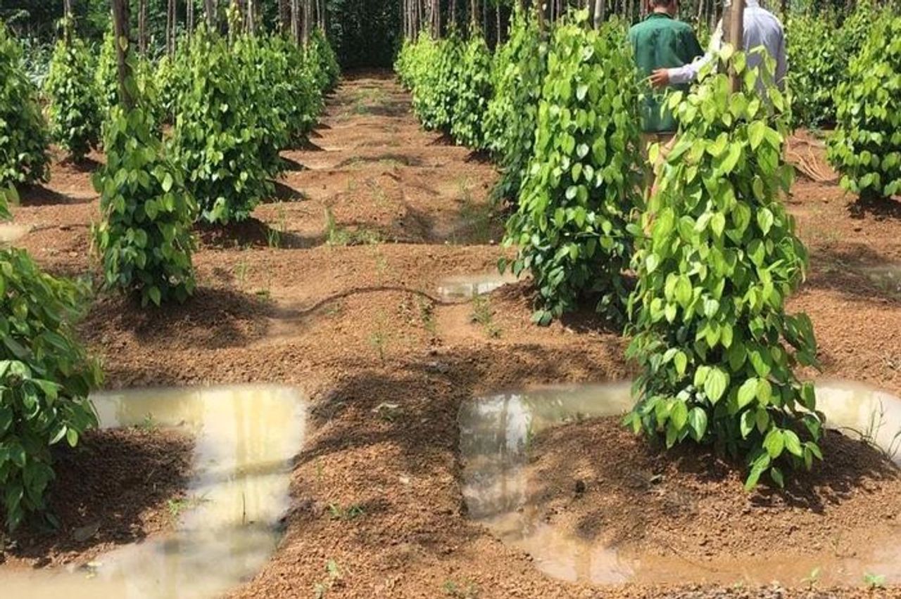 Giá tiêu hôm nay 4/11/2025: 'Vua' giữ giá 148.000 đồng/kg - Báo Lâm Đồng