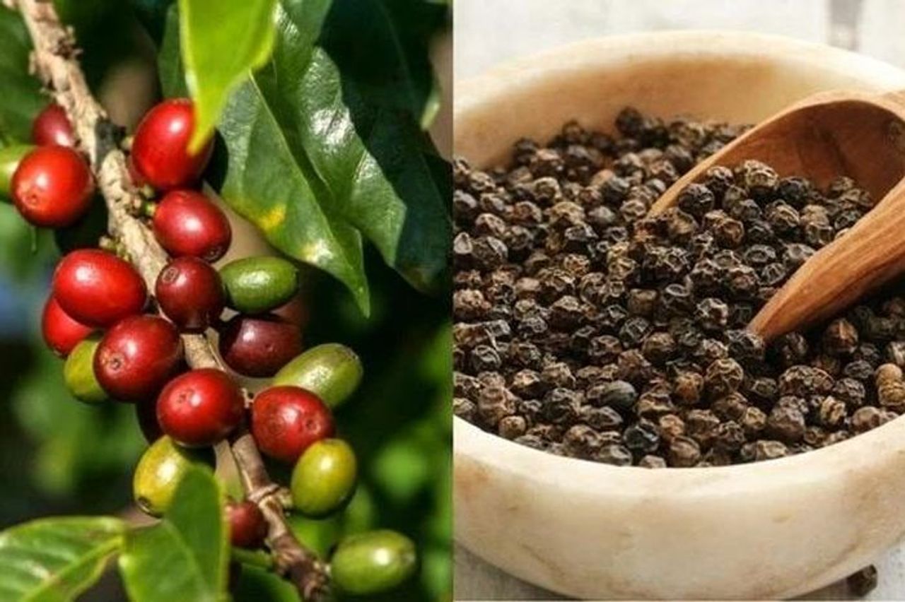 Giá cà phê và hồ tiêu cùng 'lao dốc' trong ngày 4-11 - Báo Gia Lai