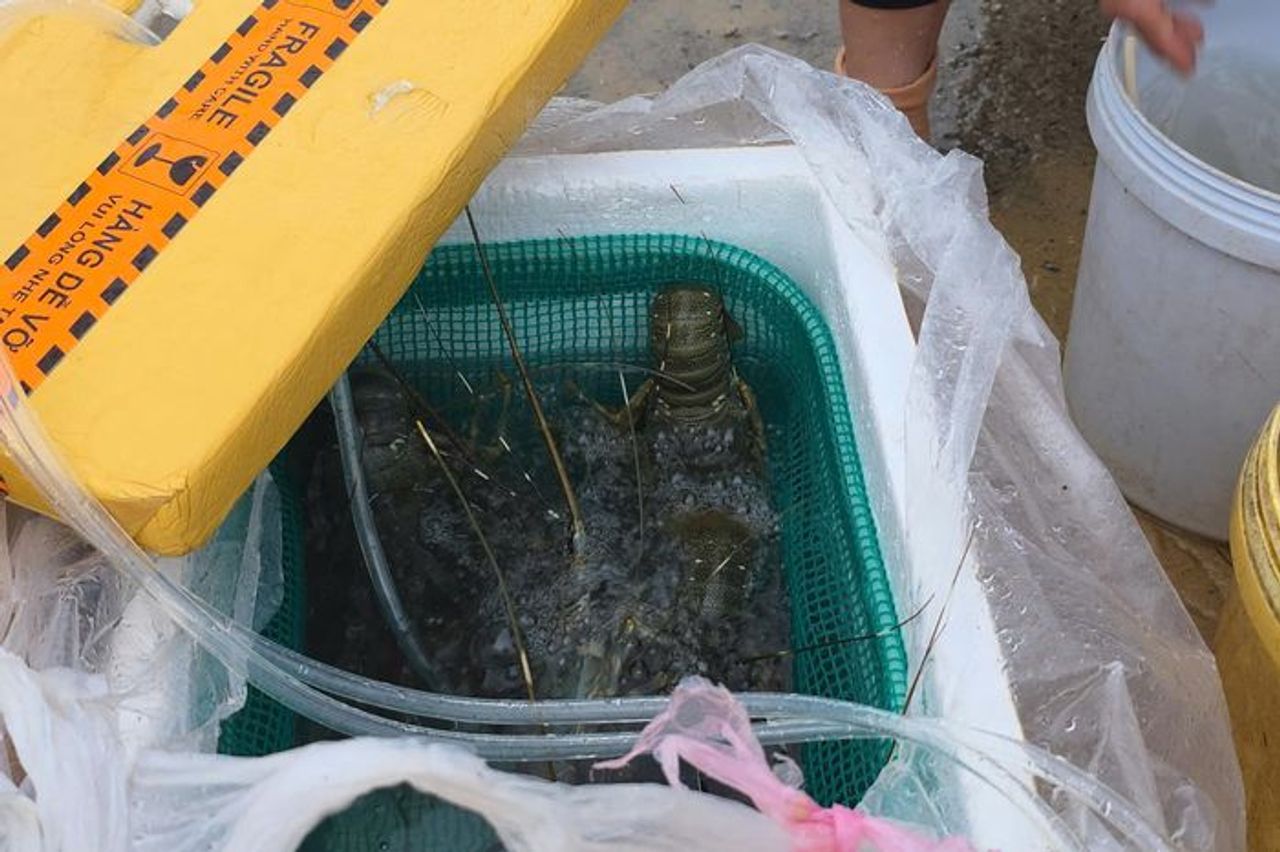 Người Đắk Lắk đưa tôm hùm, thủy hải sản đi tránh bão số 13 Kalmaegi - Báo VTC News