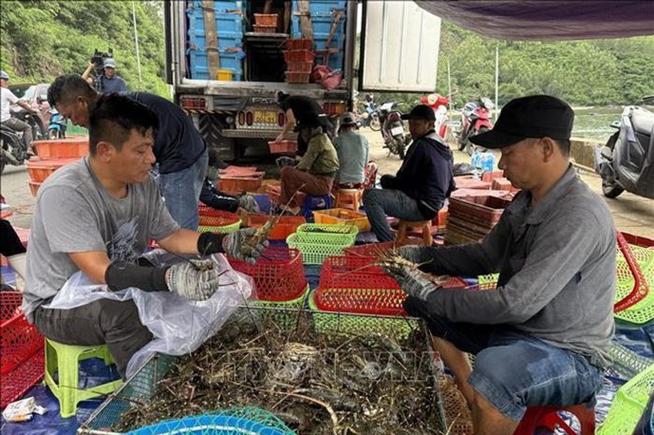 Khẩn trương thu hoạch tôm hùm tránh bão số 13 - Báo Tin Tức TTXVN