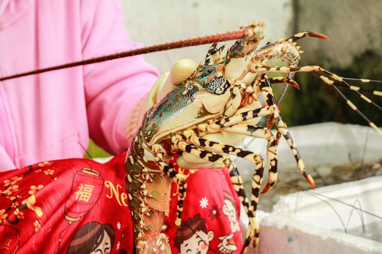 Người dân Đắk Lắk tháo mái nhà, bán rẻ tôm hùm trước khi bão số 13 đổ bộ - Báo Pháp Luật TP.HCM