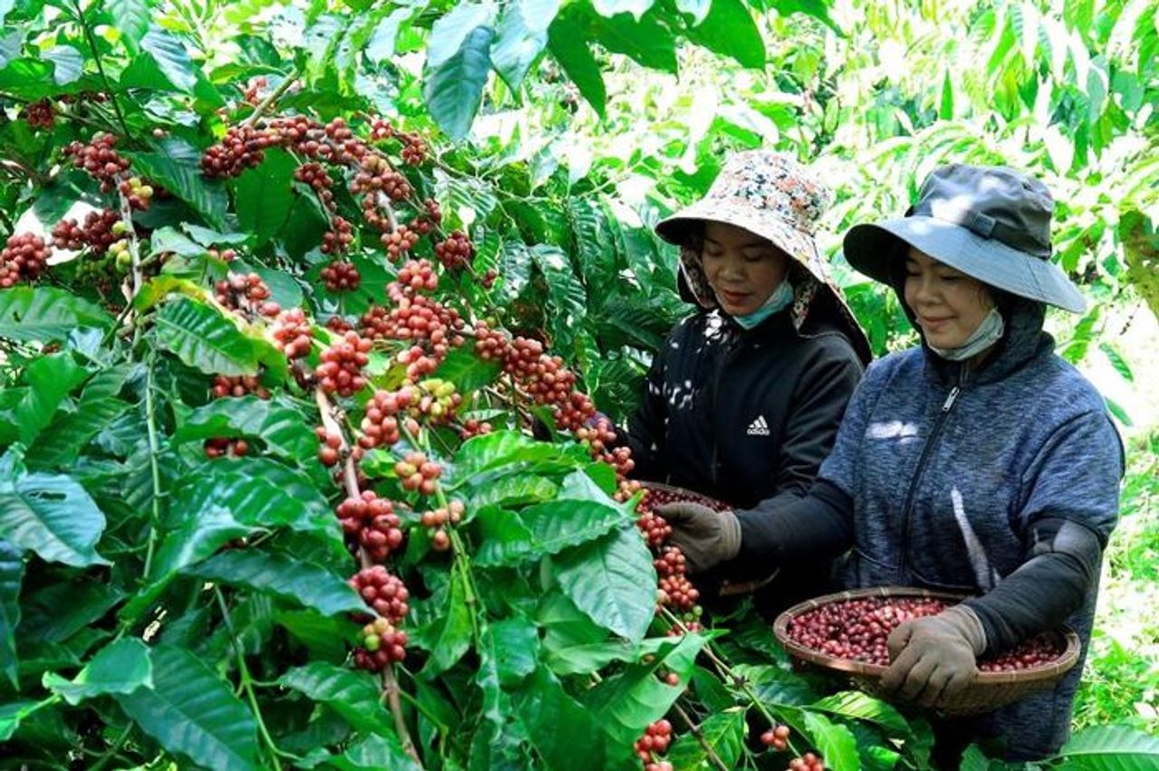 Cà phê tuần hoàn góp phần hiện thực hóa cam kết về phát thải của Việt Nam - Báo Điện tử Tiếng nói Việt Nam