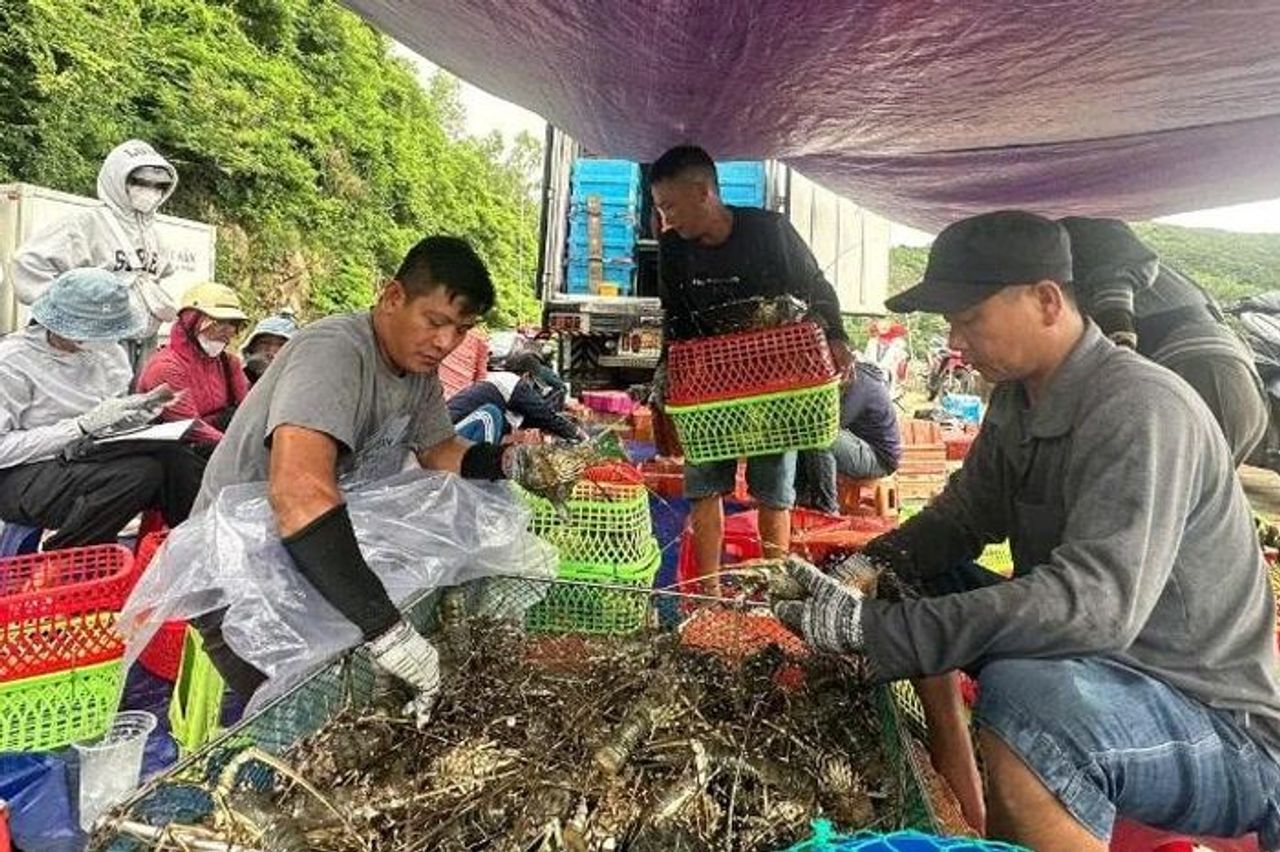 Ngư dân Đắk Lắk chủ động xuất bán tôm hùm tránh bão, lũ - Báo Nhân Dân